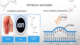 Types of MutagensPhycial Chemical Base analog5bromo uracil amp Biological [upl. by Anelah165]