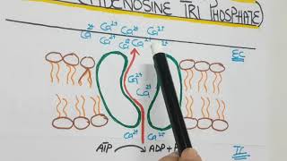 Calcium ATPasesPUMPS [upl. by Carrol]