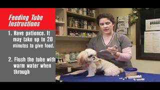 How to Tube Feed Your Pet [upl. by Artenra]