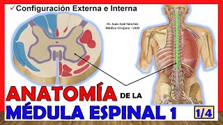 🥇 MÉDULA ESPINAL 14  Configuración Externa e Interna Anatomía ¡Explicación fácil [upl. by Ocirrej788]