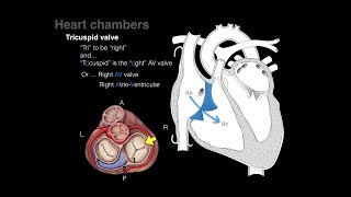 Overview of Heart Anatomy Tutorial [upl. by Betz]