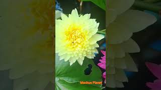 Beutiful hybrid waterlilies ❤️ waterwaterlillies garden indoorplants [upl. by Finn]