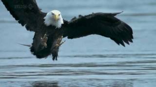 Bald Headed Eagle catches salmon [upl. by Htebasil]