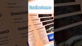 Gnathostomes 4Gnathostomes biology neet science [upl. by Anujra]