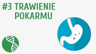 Trawienie pokarmu 3  Odżywianie [upl. by Iretak]