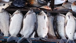 Veja a proibição do lago do Araras para venda pescado somente para alimentação Veja a importância [upl. by Hairam]