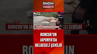 Vefalı köpeğin belgeseli çekildi showanahaber shorts [upl. by Pieter368]