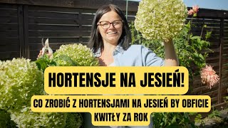 HORTENSJA NA JESIEŃ  CO ZROBIĆ Z HORTENSJAMI NA JESIEŃ BY OBFICIE KWITŁY ZA ROK [upl. by Eynenihc23]