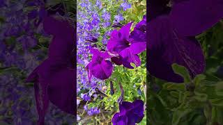 Purple Petunia and Blue Lobelia Flowers petunia lobelia flowers garden shorts [upl. by Cohbath]