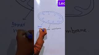 How mitochondria diagram is draw  mitochondria sketch mitochondria Power house of celltop10toptr [upl. by Lednahc20]