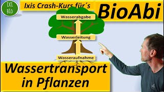 Wassertransport in Pflanzen  Wurzeln  Leitbündel Xylem  Spaltöffnungen Anwendungsaufgaben Bio [upl. by Guinna]