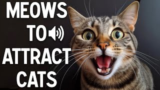 Meows to attract cats  make your cat reacts [upl. by Ymer]