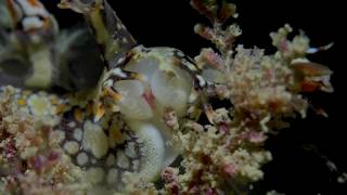 Underwater Macro Video Bornella Breakfast [upl. by Elleinaj]