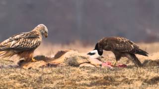 Rotmilan Milvus milvus Mäusebussard Buteo buteo Red Kite and Common Buzzard [upl. by Ardnikat14]