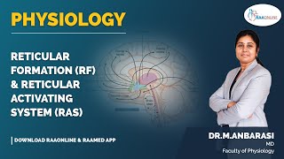 Physiology  Reticular formation RF amp Reticular activating system RAS  Raaonline [upl. by Keisling]