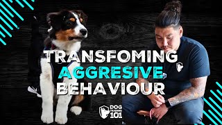 Transforming Aggressive Behaviour Reactive Dog Training Success [upl. by Eikciv]