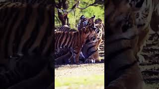 The Mother Tiger Called Her Cubs SAFARI [upl. by Yhtir]