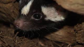 Spotted Skunks at the Bronx Zoo [upl. by Ireva417]