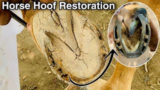 Horse Hoof Compilation  Hoof Restoration  Hoof Trimming [upl. by Assej]