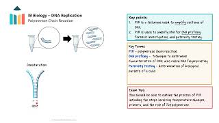 DNA Replication IB Biology SLHL [upl. by Nomaj]