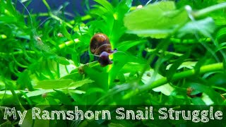 Ramshorn Snail Infestation [upl. by Jorgan]