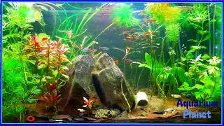 Schooling Fish ll Planted Aquarium ll Colorful Fish [upl. by Haimorej]