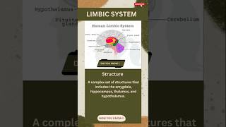 Limbic system  marvelous brain  neuroscience shorts neurology [upl. by Bal]