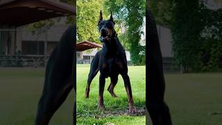 Best Guarding Dogs For First Time Owners shorts guarding dogs doberman gsd boxer rottweiler [upl. by Rutherfurd483]