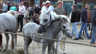 Ponymarkt Bemmel 2024 [upl. by Isahella]