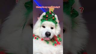 Advent Calendar Day 5 🎄 dogshorts adventcalendar christmas cutedog samoyed tiktok pets [upl. by Anertac]