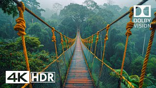 JAW DROPPING 4K 60FPS HDR  Dolby Vision 4K Video [upl. by Rupert477]