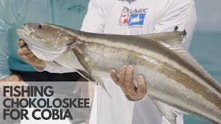 Fishing Chokoloskee with Captain Brian Sanders Cobia Snook Redfish Goliath Grouper and Sharks [upl. by Hadihsar]