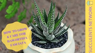 How To Grow amp Care For Haworthia Fasciata [upl. by Aisatsan]