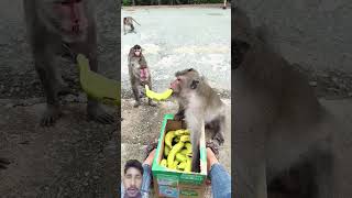 Mankey is eats monkey 🐒🐒 lovermonkeypro animals funnymonkeyplay [upl. by Marucci237]