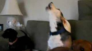 Beagle Howling  Emmit [upl. by Nivloc]