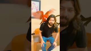 Big Tame Macaw parrot 😍🦜macaw foryou youtubeshorts parrot [upl. by Kavanaugh]