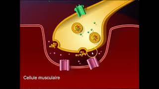 Fonctionnement de la synapse neuromusculaire [upl. by Mintz936]