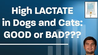 High lactate in dogs and cats [upl. by Mathi]