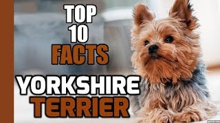 Top 10 Facts about Yorkshire Terrier [upl. by Aynav]