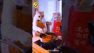 nambar one funny 🤣😸🐈comedy हस funny हसत trending fun jokes video sorts shorts [upl. by Apur]