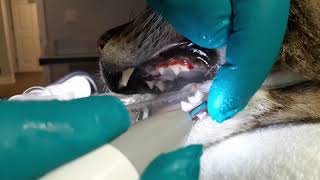 Ask the Vet  Cat Dental Cleaning [upl. by Dacia]