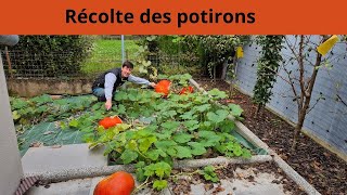 Récolte des potirons [upl. by Nerro]