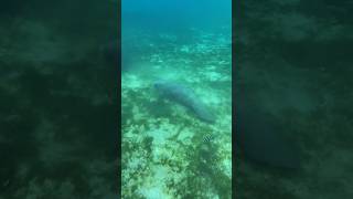 Crystal River Manatees crystalriverflorida snorkeling wildlife wildanimals swimwithmanatees [upl. by Nirtiac]