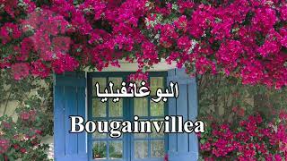 البوغانفيلياquotالجهنميةquot Bougainvillea Bougainvillier [upl. by Sej]