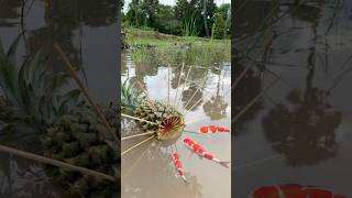 Survival Skills SIMPLE and USEFUL with Pineapple fish trap camping bushcraft outdoors [upl. by Leirbma]