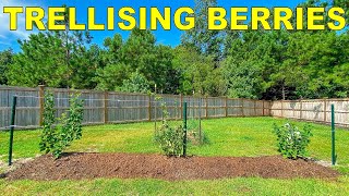 How To Plant Blackberries On A Trellis [upl. by Zenda571]