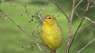 Fêmea de Canário da Terra Gravado ao Vivo na Natureza Ótimo para Esquentar seus Canários 58 [upl. by Austin]