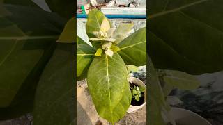 Chamatkari Podha 🌺🪴🌿 astrology vastutips plants vastu story viralvideo [upl. by Higinbotham]