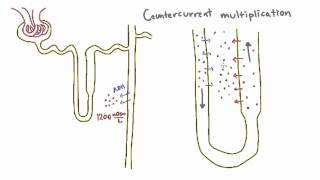 Countercurrent Multiplication in the Loop of Henle [upl. by Sirovaj746]