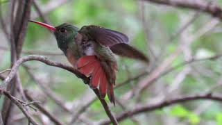 Buffbellied Hummingbird Amazilia yucatanensis Sitting on a Limb  Quinta Mazatlán [upl. by Noivart]